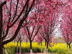 -古柏渡飞黄旅游区