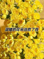 -薇薇安花系SPA