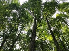 -山王坪喀斯特国家生态公园