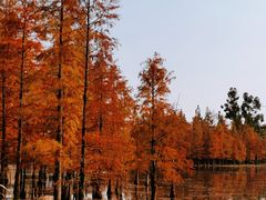 -白鹭湾湿地公园