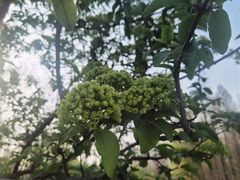 -白塘生态植物园