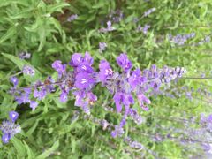 东方普罗旺斯薰衣草庄园-北京东方普罗旺斯薰衣草庄园