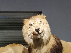 -上海自然博物馆