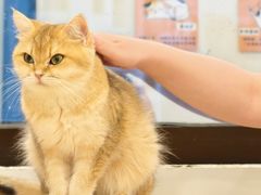 -有喵·猫咖·狗咖·30几只猫10只小狗(岗厦店)