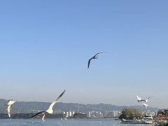 -洱海月湿地公园