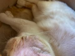 -藏猫猫咖啡主题馆(中央大道店)