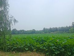 -东郊湿地公园