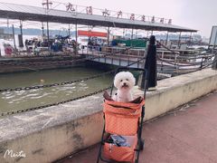 -大湾区中央湿地公园-十九涌