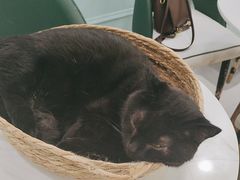 -安格丽娜·狗咖·猫咖羊驼咖(春熙路百盛商场店)