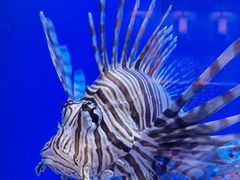 -上海海洋水族馆