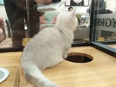 -袖虎·猫馆(体育西路店)