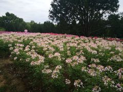 -石家庄市植物园