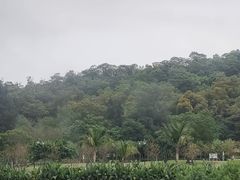 -野狸岛