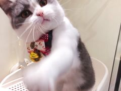 -小尾巴宠物店(万科·金域华庭店)