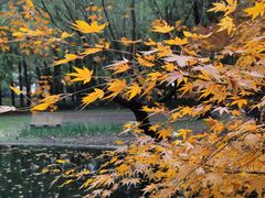 -上海共青森林公园