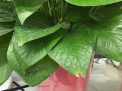 -秦美花卉(天朗·莱茵小城2期店)