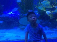 -芜湖新华联大白鲸海洋公园