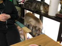 -李小姐の猫咖啡馆(五角场店)