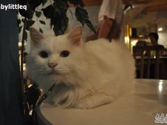 -Babycat私家御饼屋(龙头路一店)