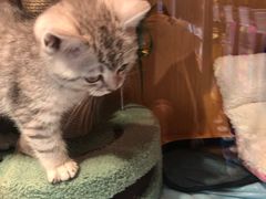 -PETKIT小佩宠物·低压洗护(国顺东路店)