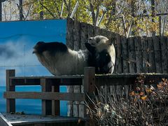-鄂尔多斯野生动物园