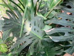 -上海大自然野生昆虫馆(东方明珠·爬宠昆虫探索中心)