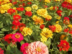 -艾溪湖湿地公园