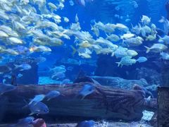 -秦皇岛新澳海底世界