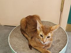 -飞行喵MR PILOT|猫舍·猫咖(静安大融城店)
