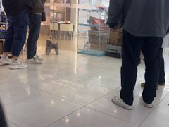 -翊宠yipet猫狗购宠庄园犬舍•猫舍