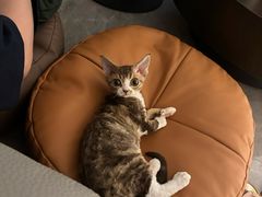 -momokira米努特·德文卷毛猫·棉花面纱犬