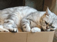 -猫猫幼稚园·撸猫·桌游·电玩