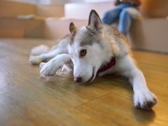 -Husky Go! 哈士奇体验馆·宠物咖啡厅狗咖