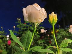 -文华公园(禅城区)