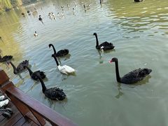 -扬州市茱萸湾风景区