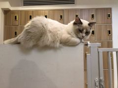 -猫在这儿猫咪咖啡馆·撸猫馆