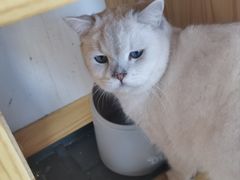 -鼓捣猫呢主题猫咖店