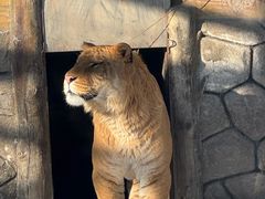 -横道河子东北虎林园