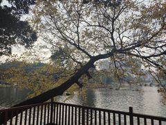 -荔湾湖公园