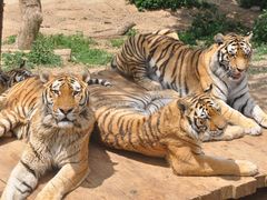 -大连森林动物园