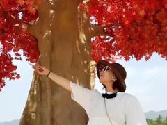 -北京东方普罗旺斯薰衣草庄园