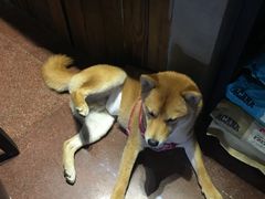 -百好乐宠物友好餐厅(朝外大街店)