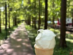 -黄海国家森林公园