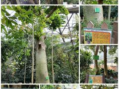 -中国科学院华南植物园