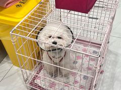 -艾吉宠物医院·疑难杂症转诊中心·猫友好(碧江路院)