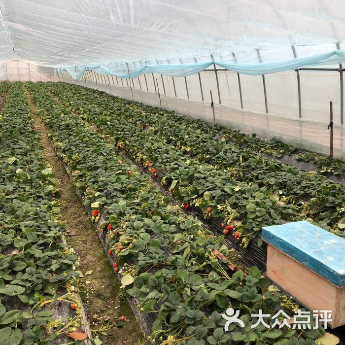 尚乐奶油草莓采摘庄园