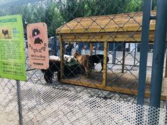 -长白岛森林公园