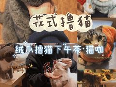 -绒爪撸猫下午茶·猫咖