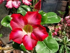 -北京植物园-展览温室