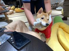 -逗柴咖啡屋·狗咖猫咖宠物桌游